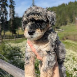 Blue Boy - Brown male Whoodle puppy in Kalispell, Montana from Countryman Whoodles