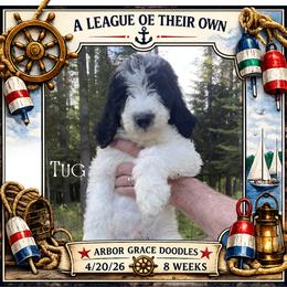 Tug - Parti male Goldendoodle puppy in North Conway, New Hampshire from Arbor Grace Doodles
