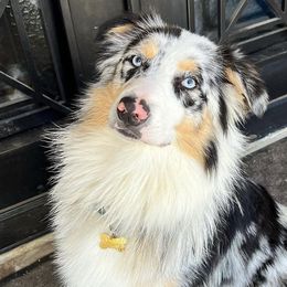 Australian Shepherds from Sabrina's Australian Shepherds