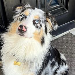 Australian Shepherds from Sabrina's Australian Shepherds
