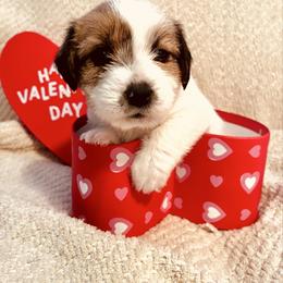 Ivy - White and tan female Russell Terrier puppy in Burns, Tennessee from Terrier Town of Tennessee