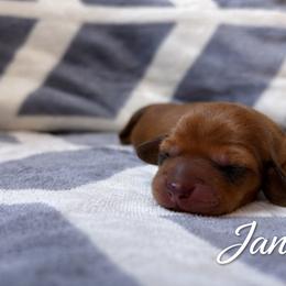 Janis - Sable female Dachshund puppy in Russellville, Arkansas from River Valley Daschunds