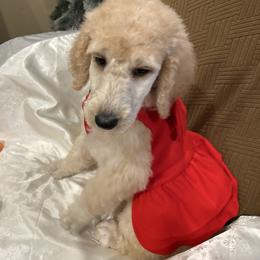 Luna - Apricot female Poodle puppy in Mobile, Alabama from Semmy’s Standard Poodle LLC