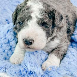 Yoda - Blue merle male Bernedoodle puppy in Otisville, Michigan from Danie’s Darling Doodles LLC