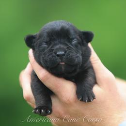 Girl 3 - Black brindle female Cane Corso puppy in Cable, Ohio from Americana Cane Corso