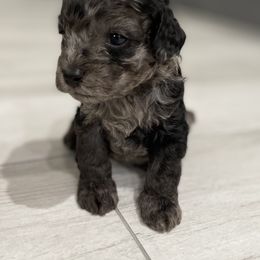 Cockapoo Puppies from Doodle Corner