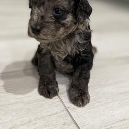 Cockapoo Puppies from Doodle Corner