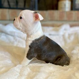 Girl 2 - Black brindle and white Boston Terrier puppy in George West, Texas from Duke of Earl’s Boston Terriers