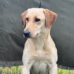 Ridley - Labrador Retriever