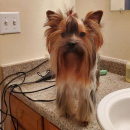 Nati - Yorkshire Terrier