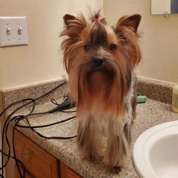 Nati - Yorkshire Terrier