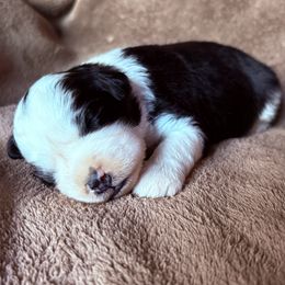 Prince - Black tri-color male Aussiedoodle puppy in Maysville, Missouri from Mini AussieDoodles on Meadow Lane