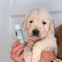 Boy 2 Light Blue - Light golden male Golden Retriever puppy in Mc Minnville, Tennessee from Wishaw Whisky Golden Retrievers