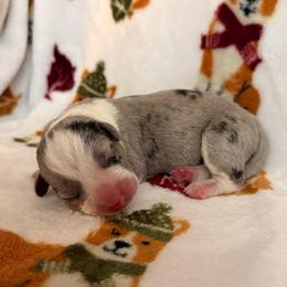 Rocket - Brindle merle and white male Cardigan Welsh Corgi puppy in Mishawaka, Indiana from Squires Corgi Cottage