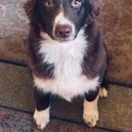 Australian Shepherd All Grown Up from BWild Australian Shepherds