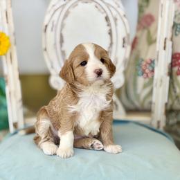 Pudding - Apricot female Goldendoodle puppy in Mapleton, Utah from Natural Doodle Life