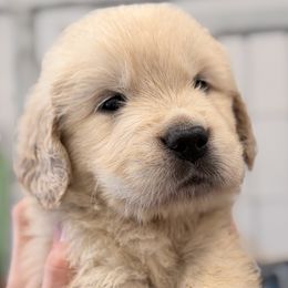 Diego - Light golden male Golden Retriever puppy in Warrenton, Virginia from Four Lochs LLC