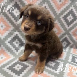 Merry - Red tri female Miniature Australian Shepherd puppy in Corpus Christi, Texas from Elite Miniature Australian Shepherds