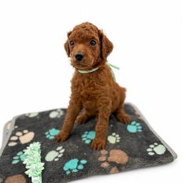 Toffee - Red  female Poodle puppy in Mount Vernon, Illinois from AMC Poodles