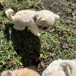 Shih Tzu Puppies from Shih-tzu Dynasty