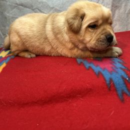 Black - Yellow male Labrador Retriever puppy in Iowa City, Iowa from Country Road Acres