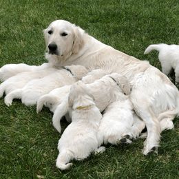 Golden Retriever Puppies from Dream Goldens