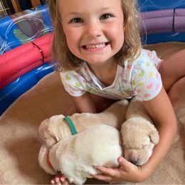 Labrador Retriever Puppies from Jewell Labradors