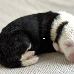 Gemma - Sheepadoodle puppy in California from Sheepadoodles of Orange County
