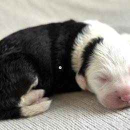 Gemma - Sheepadoodle puppy in California from Sheepadoodles of Orange County