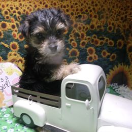 Yorkshire Terrier Puppies from Kristy Jamroz's Yorkshire Terriers