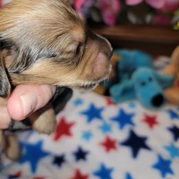 Apollo - Sable male Dachshund puppy in Terlton, Oklahoma from CLARK'S BREEDING PROGRAM