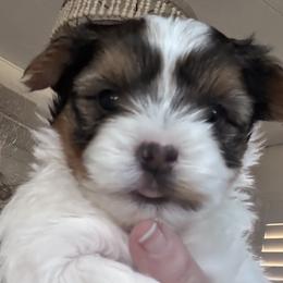 Pinky - Parti female Yorkshire Terrier puppy in La Verne, California from Heavenly Parti Yorkies