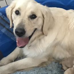 Golden Retrievers from Golden Kisses Golden Retrievers