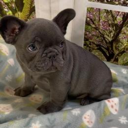 Daphne - Blue female French Bulldog puppy in Spokane, Washington from Lilac City Frenchies