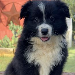 Hen - Black & white female Miniature Australian Shepherd puppy in Williamson County, Texas from Raising Star Ranch Toy and Mini Aussies