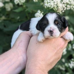Lisa - Black and white female Shihpoo puppy in Coshocton, Ohio from Forever Family Puppies