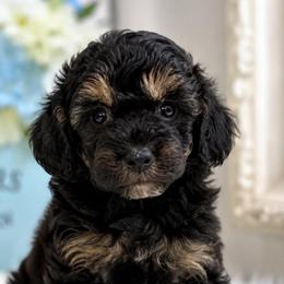 Dior - Phantom female Poodle puppy in Chattanooga, Tennessee from Joy-Fur Puppies