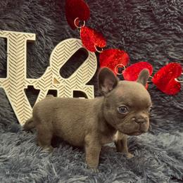 Axel - French Bulldog puppy from The Frenchie Lady Co.