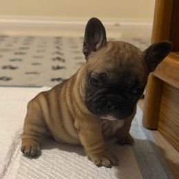 Blossom - Fawn and white female French Bulldog puppy in Madison, Wisconsin from MadCity Frenchies