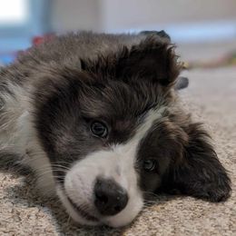 Border Collie Puppies from Double4farms