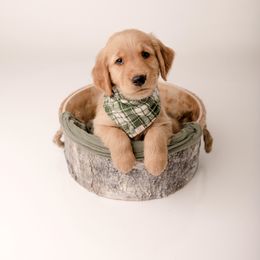 Golden Retriever Puppies from Brinton Goldens