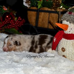 Ruger - Red merle male Australian Shepherd puppy in Marshall, Texas from Flying S Aussies