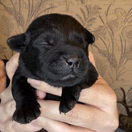 Labrador Retriever Puppies from Salt Run Retrievers