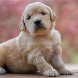 Blossom - Golden female Golden Retriever puppy in Saint Joe, Indiana from Golden Acres Farm