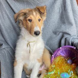 Boy 5 (Yellow) - Sable and white Collie puppy in Citra, Florida from Faith Rough Collie’s