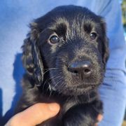Male 1 - Black Flat-Coated Retriever puppy in Jackson, Wisconsin from Stonewall Retrievers