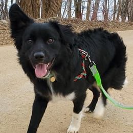Border Collie All Grown Up from Rylas BCs