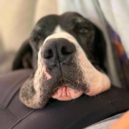 Great Dane puppies from Southern Barron Danes & Dachshunds
