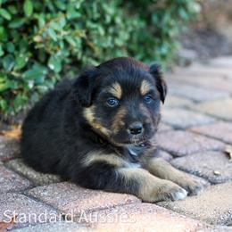 Prancer - Black tri-color male Australian Shepherd puppy in Azle, Texas from AW Standard Aussies