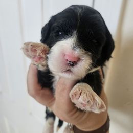 Maggie - Black and white female Aussiedoodle puppy in Galena, Illinois from Perry's doodles